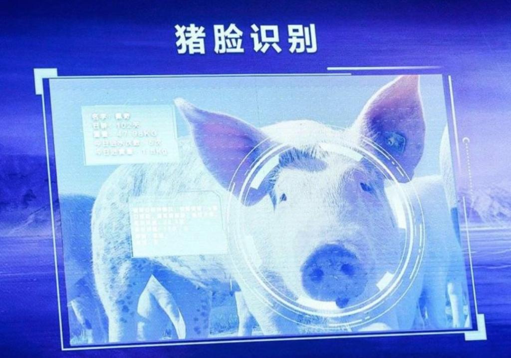 猪脸识别